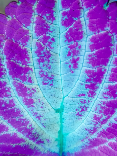 Părăsi, Violet, Model, Iubitorilor