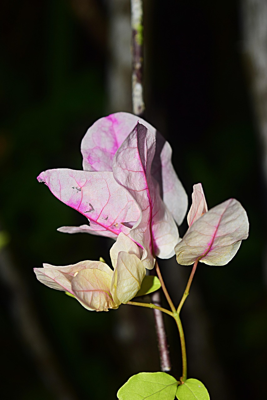 AnnonceMélange de bulbes à fleurs à petit prix - Web Action BE
