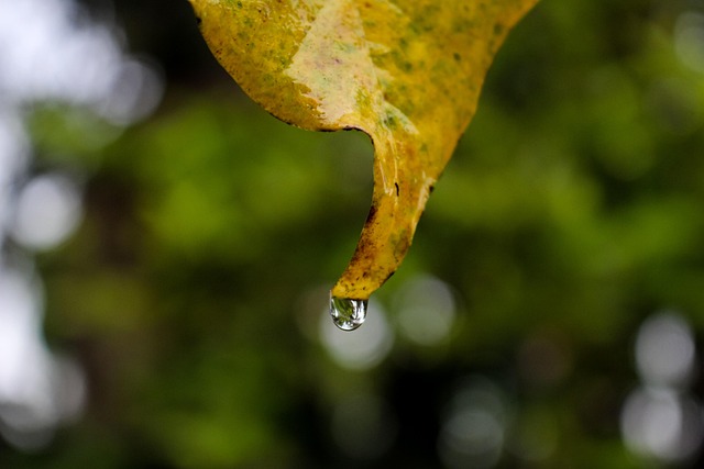 Blatt, Getrocknetes Blatt, Wassertropfen