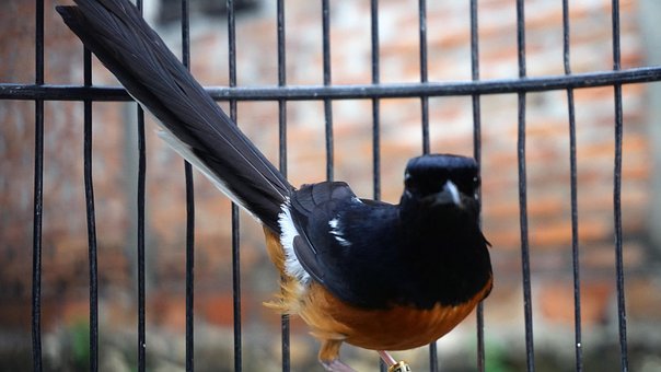 Tier, Indonesien, Vogel, Taube Taube