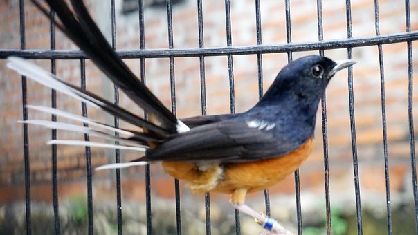 Murai Batu, Indonesischer Vogel