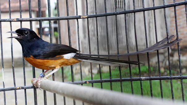 Murai Batu, Indonesischer Vogel