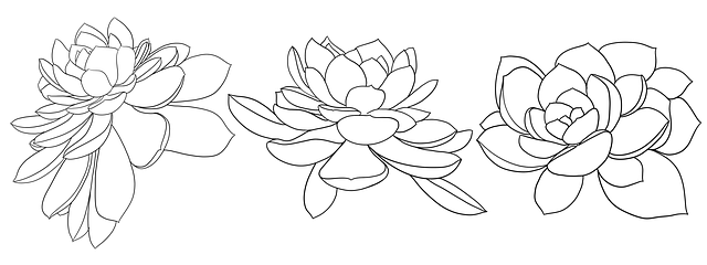 Free botany drawing nature illustration