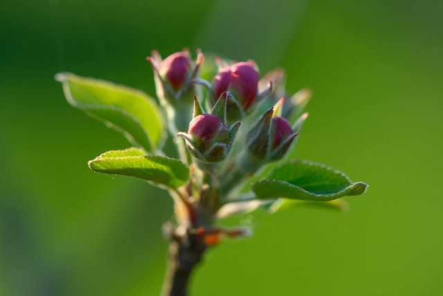 Free Apple Blossoms Flower Buds photo and picture