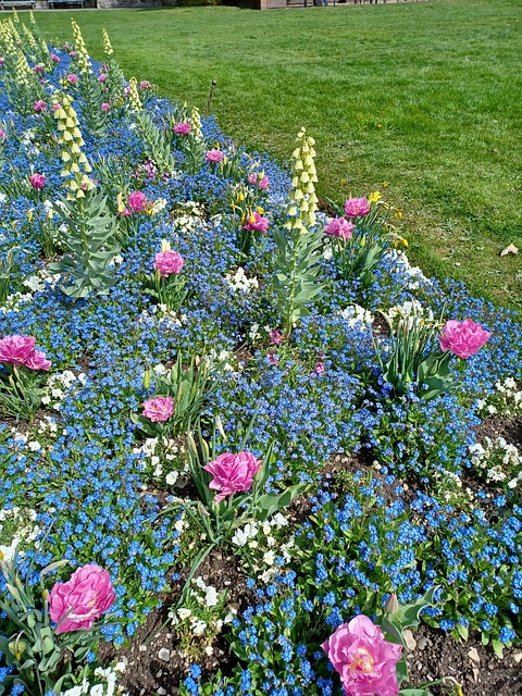 Free Flower Flower Bed photo and picture