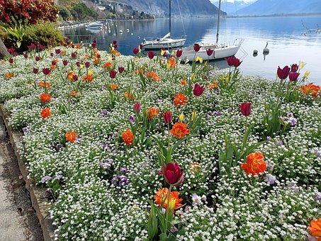Free Tulips Lake Geneva photo and picture