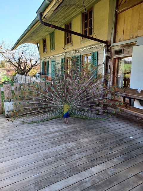 Free Peacock Wheel photo and picture