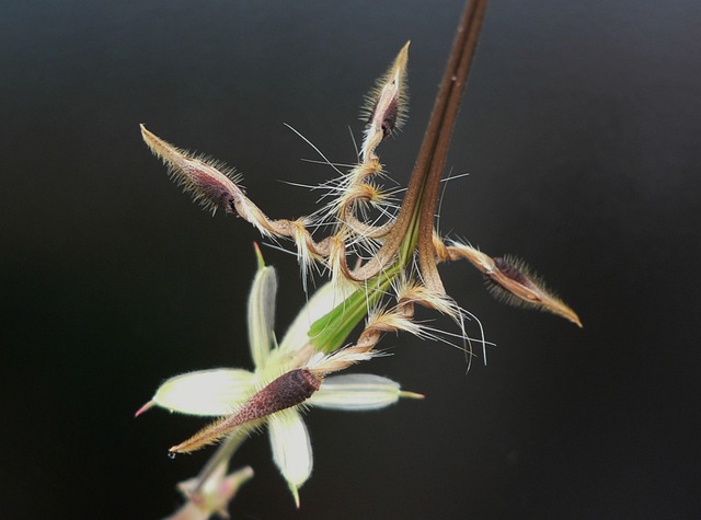 Seeds main image 1