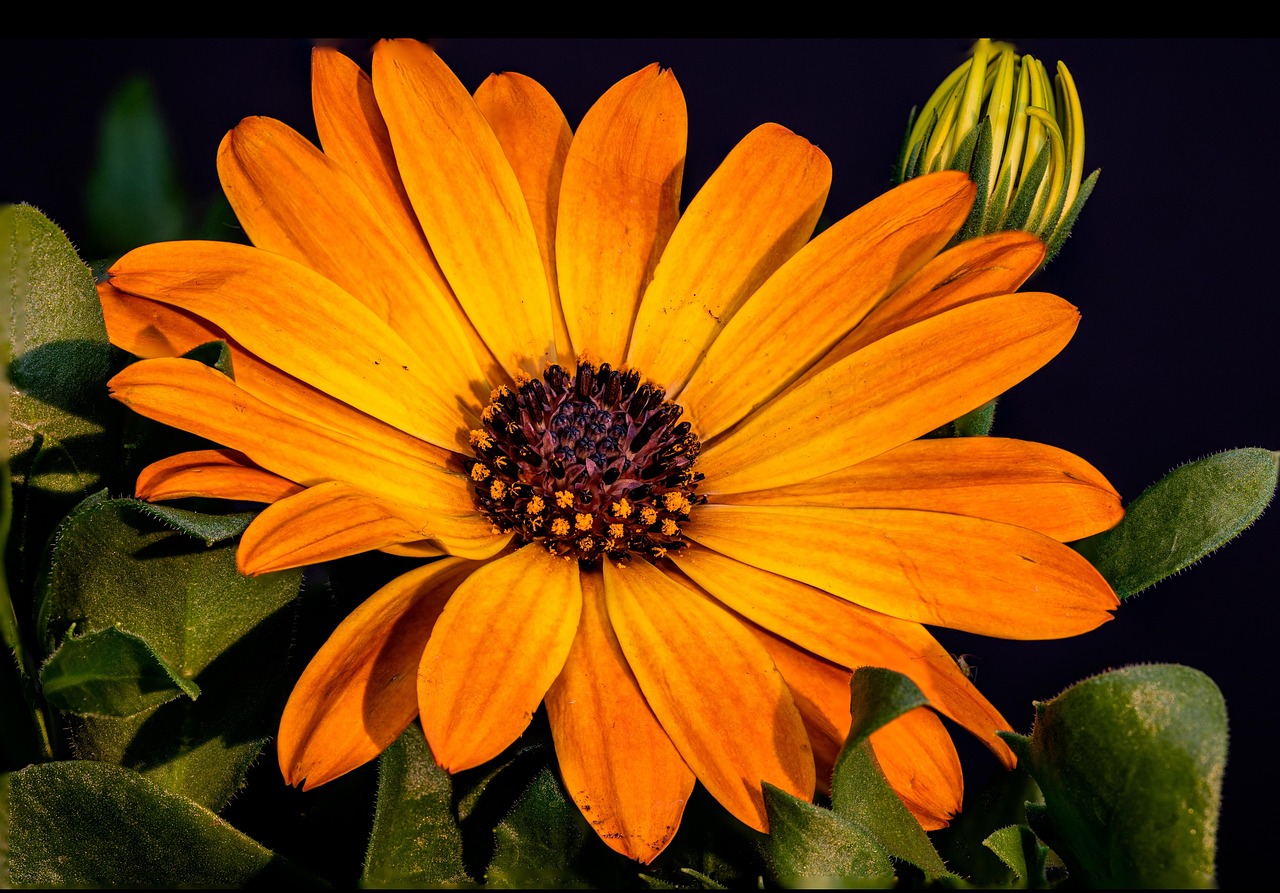 Flower African Daisy Bloom Free photo on Pixabay Pixabay