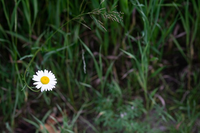 Free Flower Daisy photo and picture
