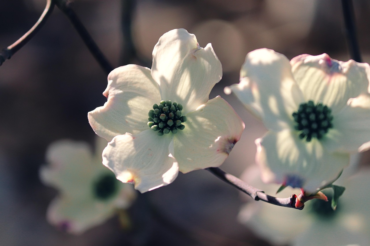Flowering Dogwood Cornus Florida Free photo on Pixabay Pixabay