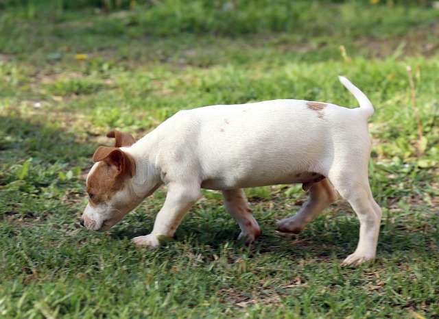 filhote-de-cachorro-jackrussel-foto-gratuita-no-pixabay-pixabay