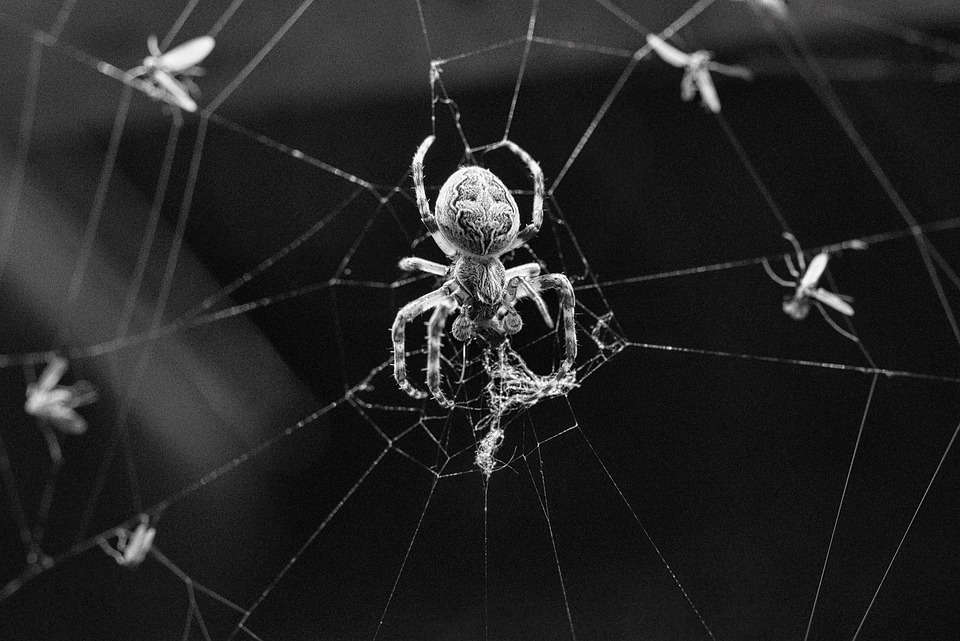 Insect Spider Web - Free photo on Pixabay