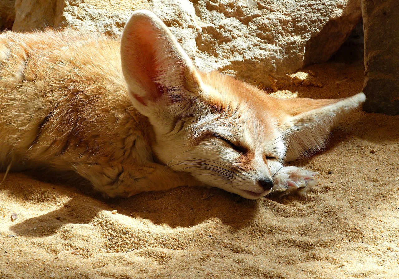 野生动物 Fennec 福克斯 沙漠之狐 - Pixabay上的免费照片 - Pixabay