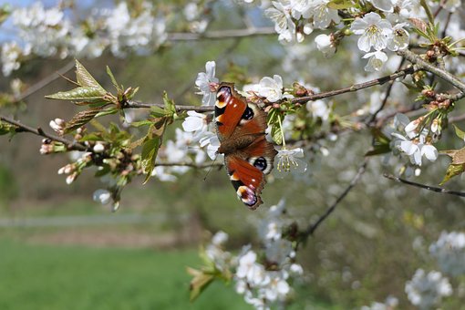 Insect, Vlinder, Entomologie, Bestuiving