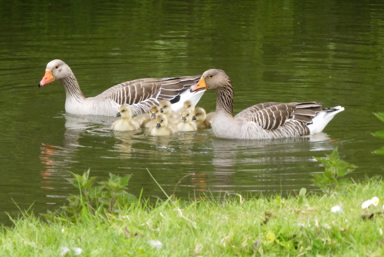雏鹅 鹅 Ganzenfamilie - Pixabay上的免费照片 - Pixabay