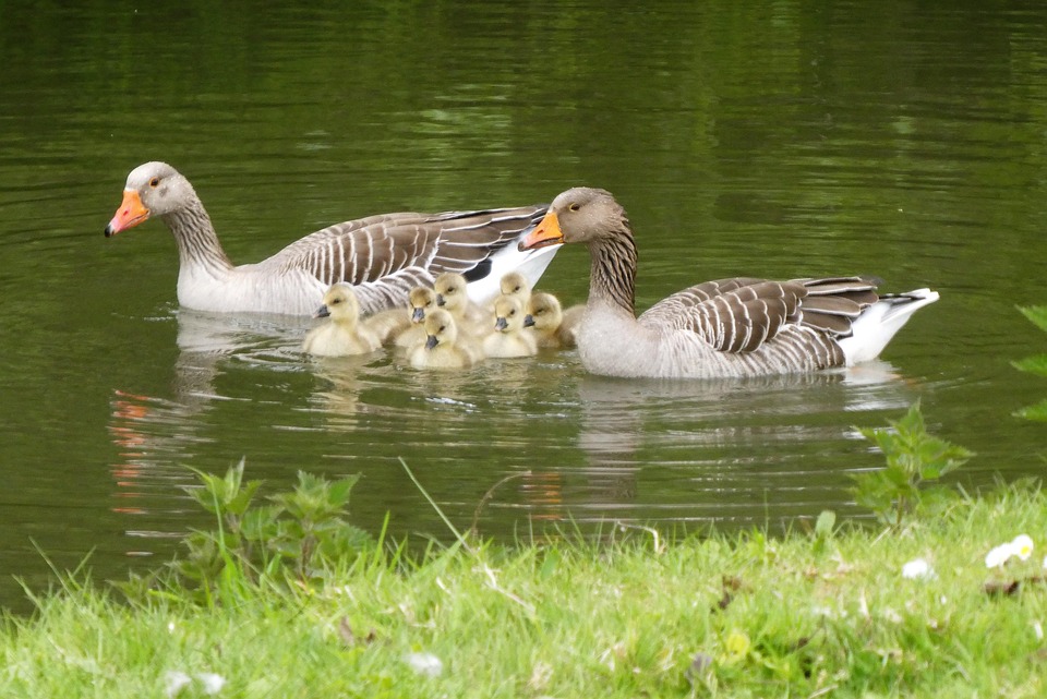 Goslings Geese Ganzenfamilie - Free photo on Pixabay - Pixabay