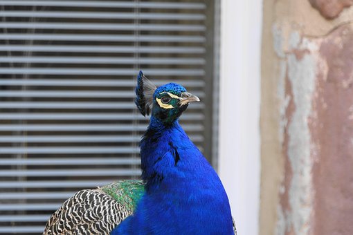 Vogel, Pauw, Ornithologie, Natuur, Soort