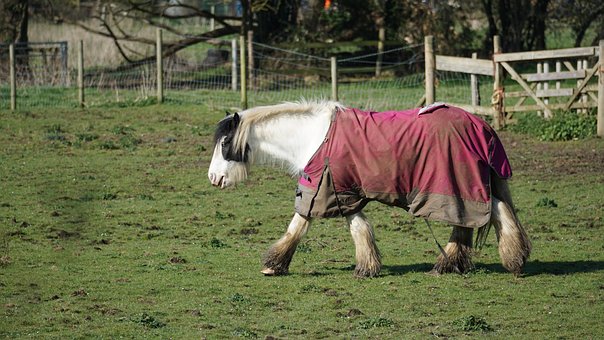 Free Horse Equine photo and picture