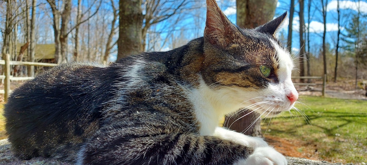 Cat Tabby Look Free Photo On Pixabay Pixabay