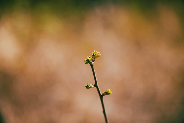 Blüte, Flora, Knospen, Wachstum, Botanik