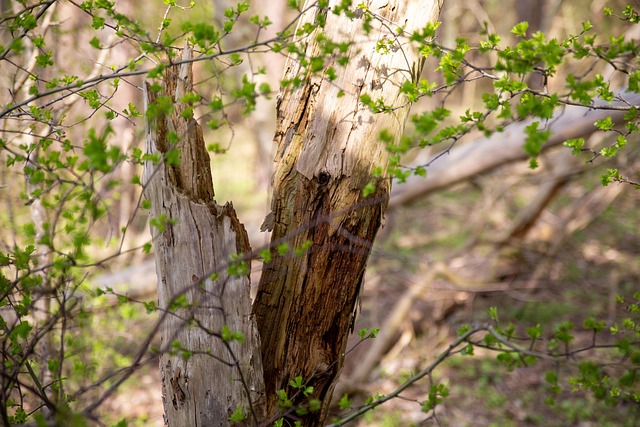 Wald, Baum, Natur, Sturm, Flora, Wildnis