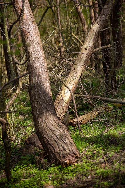 Wald, Natur, Flora, Bäume, Wildnis