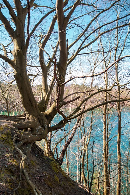 Baum, Stok, See, Türkis, Natur, Wald