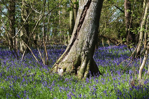 Free Common Bluebells Purple Flowers photo and picture