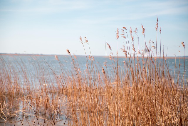 Natur, Gras, See, Strand, Wasser, Flora
