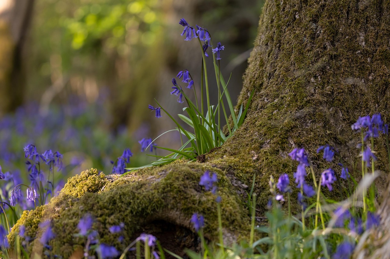 https://cdn.pixabay.com/photo/2022/04/23/12/42/common-bluebells-7151667_1280.jpg