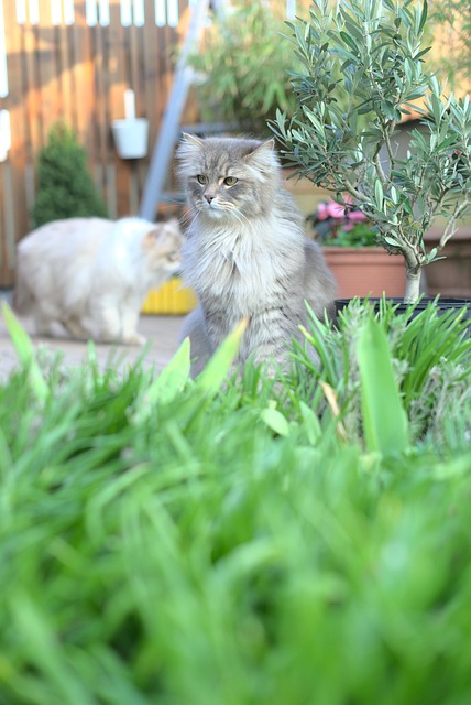 Tier, Sibirische Katze, Katzen, Haustier