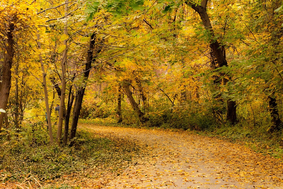 秋天 森林 路 - Pixabay上的免费照片 - Pixabay
