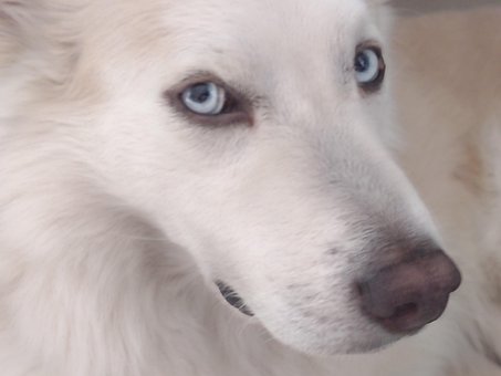 Rouco, Cachorro, Filhote De Cachorro