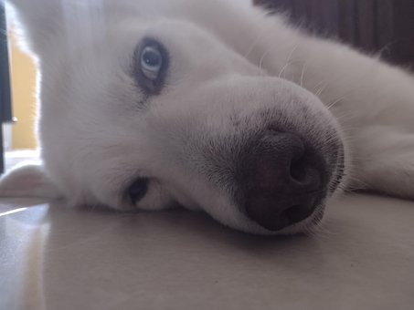 Dorme, Sonho, Cachorro, Lobo, Siberiano