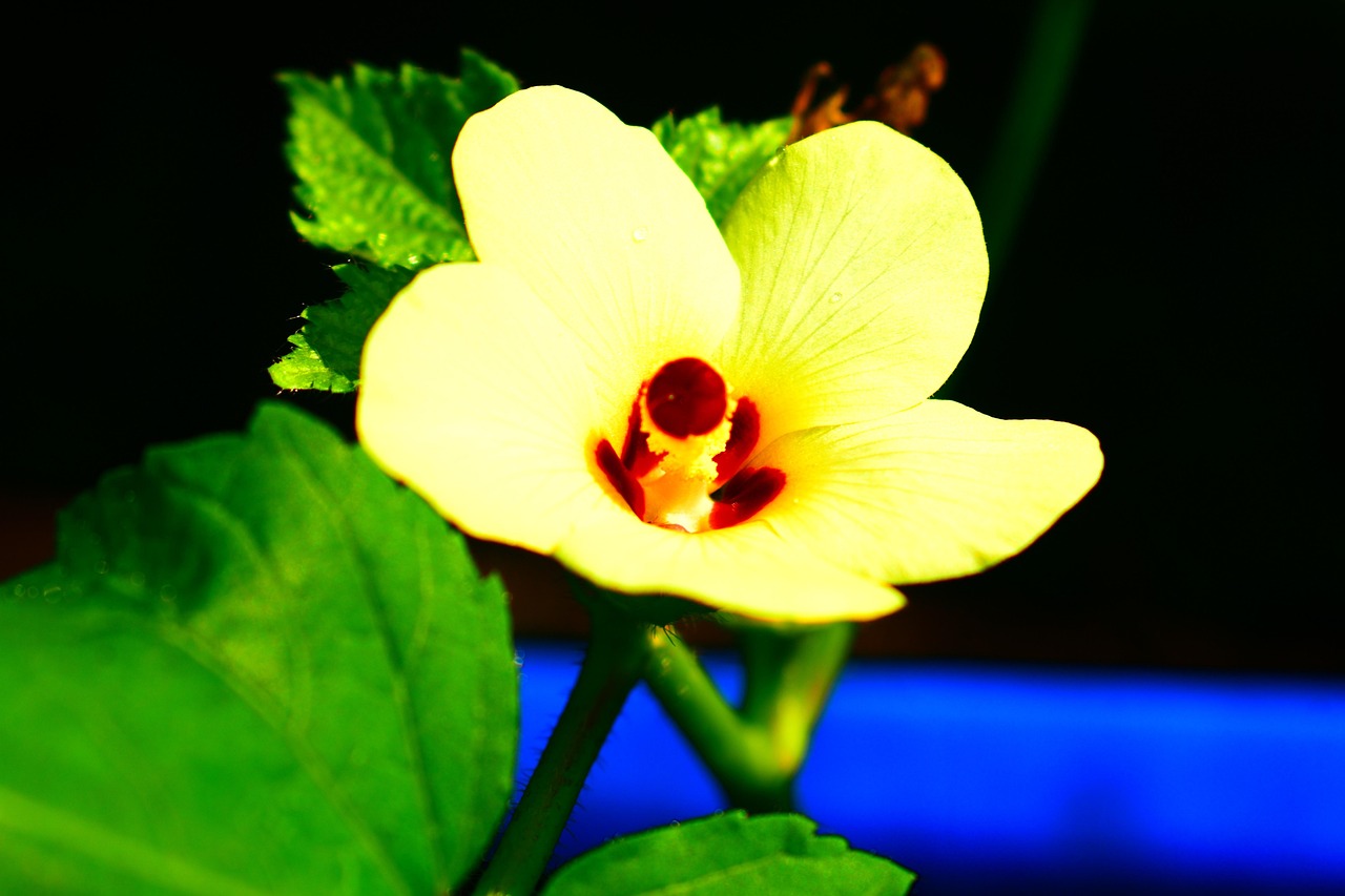 Flower Nature Bloom - Free photo on Pixabay - Pixabay
