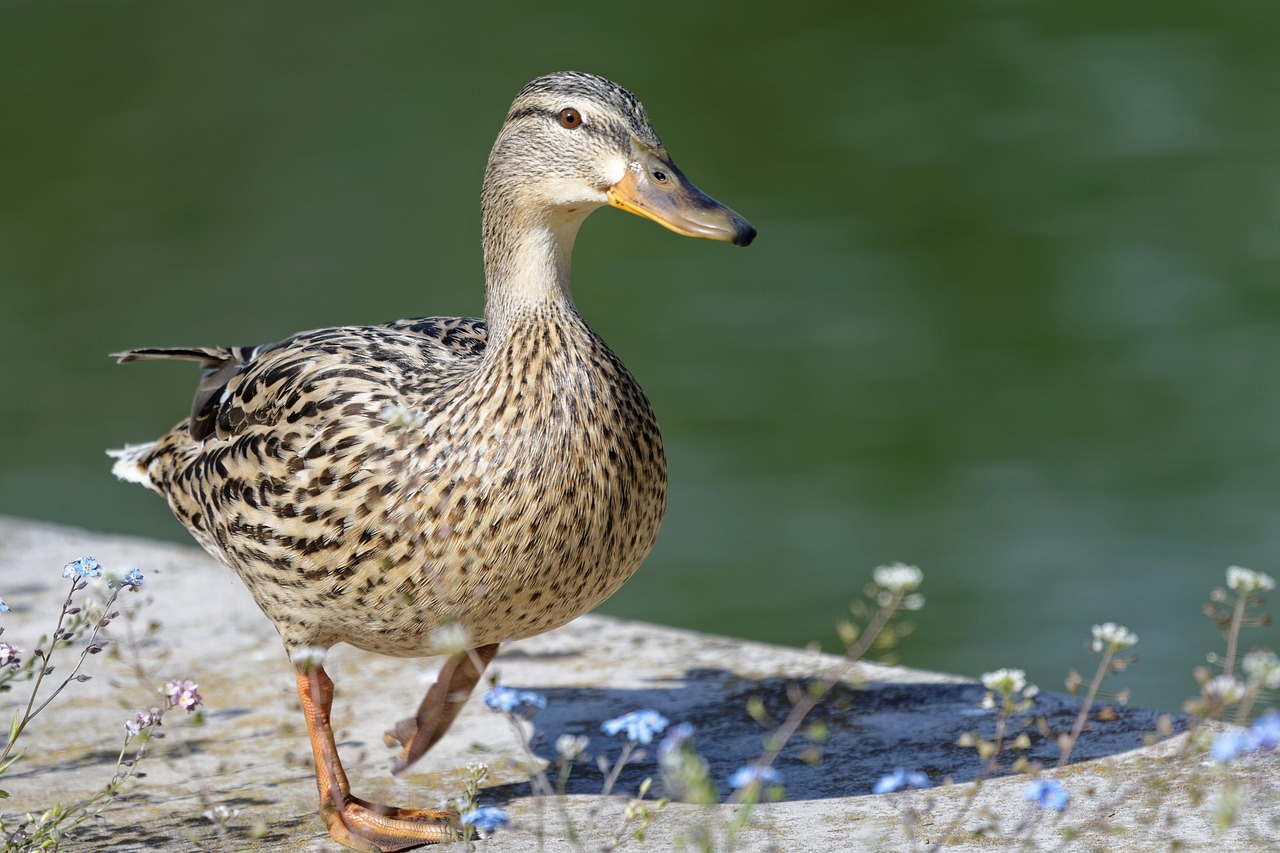 https://cdn.pixabay.com/photo/2022/04/23/15/59/bird-7152032_1280.jpg