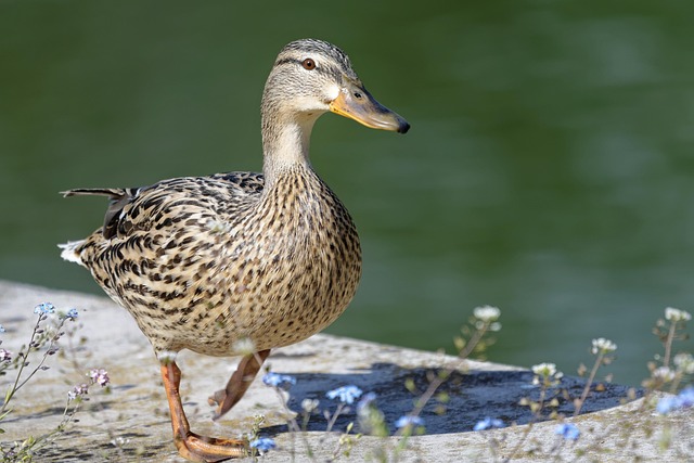 bird, nature, duck, lake, lakeside, riverside