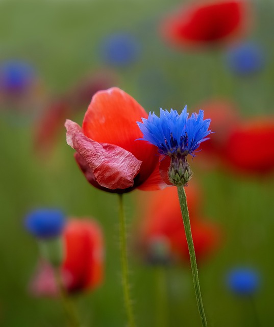 Free Flowers Flower Background photo and picture