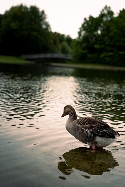 Free River Eastern Spot-Billed Duck photo and picture