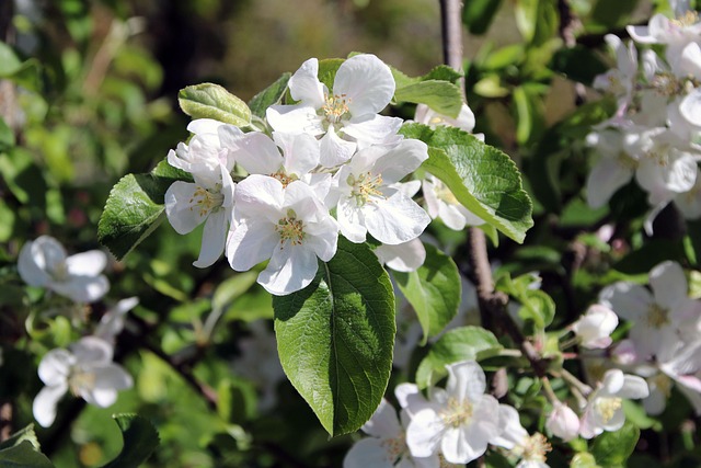 Free White Flowers Flowers photo and picture