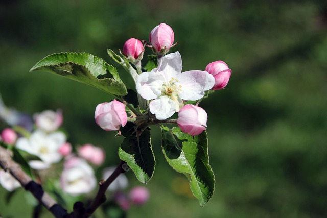 Free Apple Blossoms Flowers photo and picture
