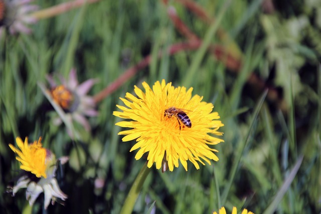 Free Dandelions Bee photo and picture