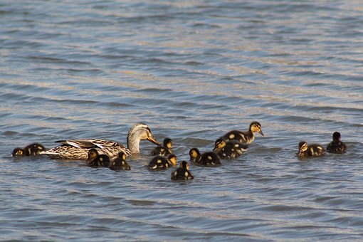 Free Ducks Ducklings photo and picture