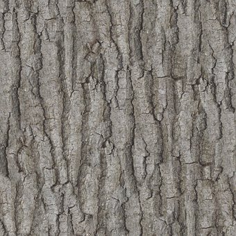 Free Tree Bark photo and picture
