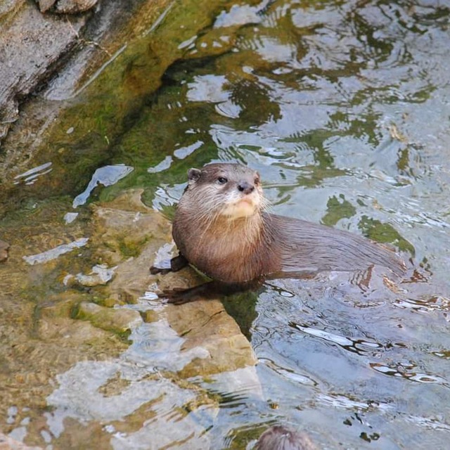 Free Otter Animal photo and picture