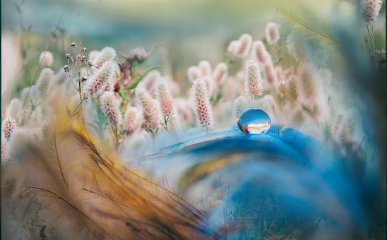 Free Spring Feather photo and picture