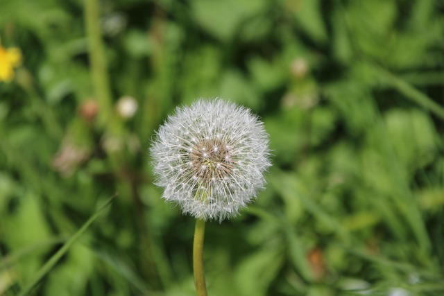 Free Flower Dandelion photo and picture