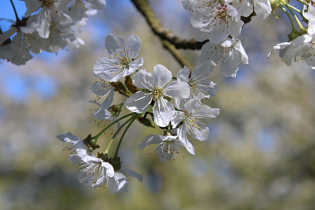 Free Nature Flowers photo and picture
