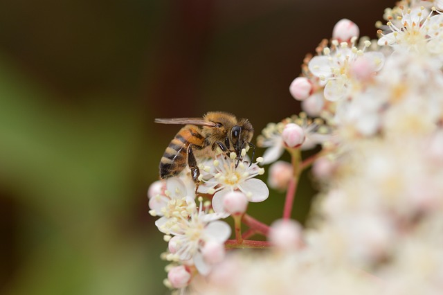 Free Bees Beautiful Flowers photo and picture